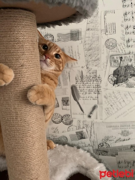 Sarman, Kedi  Behlül fotoğrafı