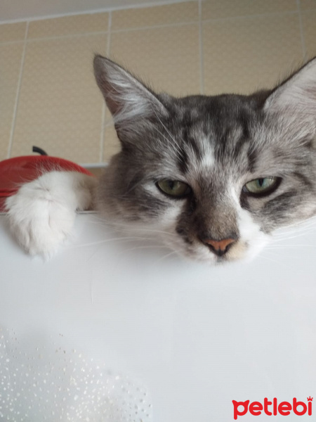 Tekir Kedi, Kedi  Zıppır Duman fotoğrafı