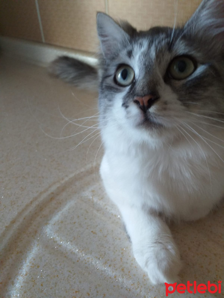 Tekir Kedi, Kedi  Zıppır Duman fotoğrafı