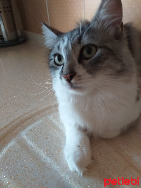 Tekir Kedi, Kedi  Zıppır Duman fotoğrafı