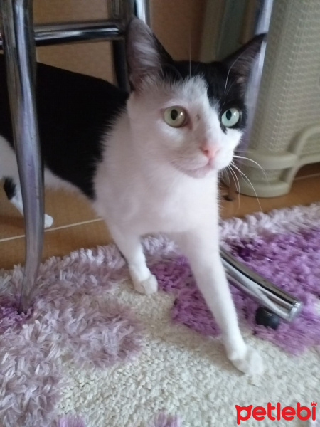 Tekir Kedi, Kedi  Zıppır Duman fotoğrafı