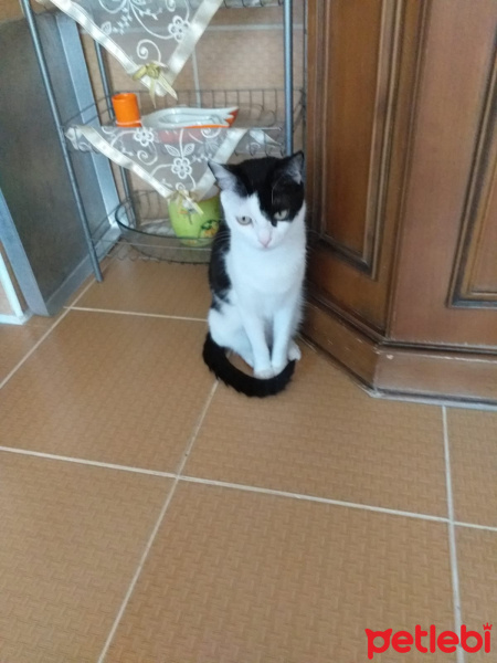 Tekir Kedi, Kedi  Zıppır Duman fotoğrafı