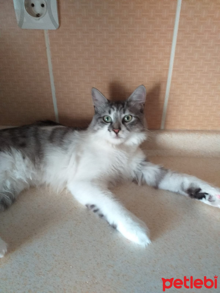 Tekir Kedi, Kedi  Zıppır Duman fotoğrafı