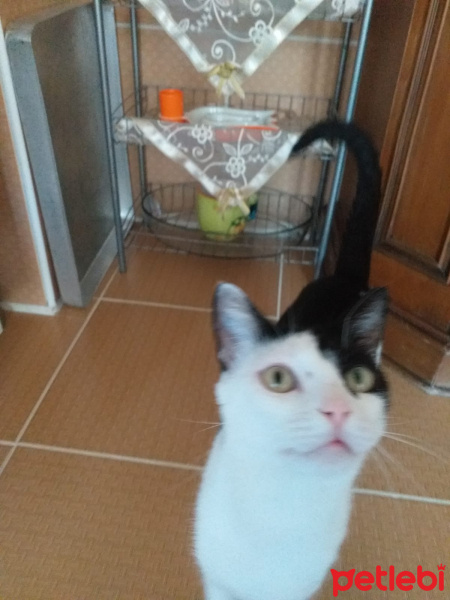 Tekir Kedi, Kedi  Zıppır Duman fotoğrafı