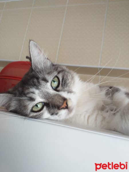 Tekir Kedi, Kedi  Zıppır Duman fotoğrafı