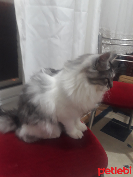Tekir Kedi, Kedi  Zıppır Duman fotoğrafı