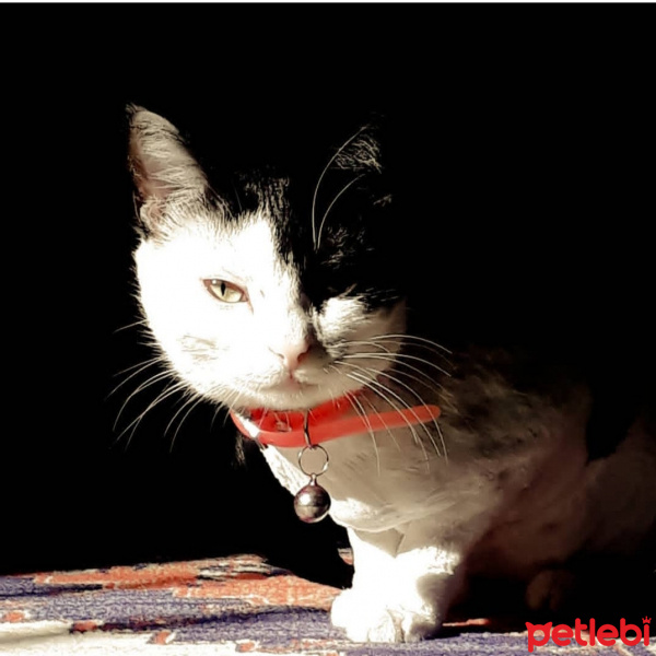 Tekir Kedi, Kedi  Zıppır Duman fotoğrafı