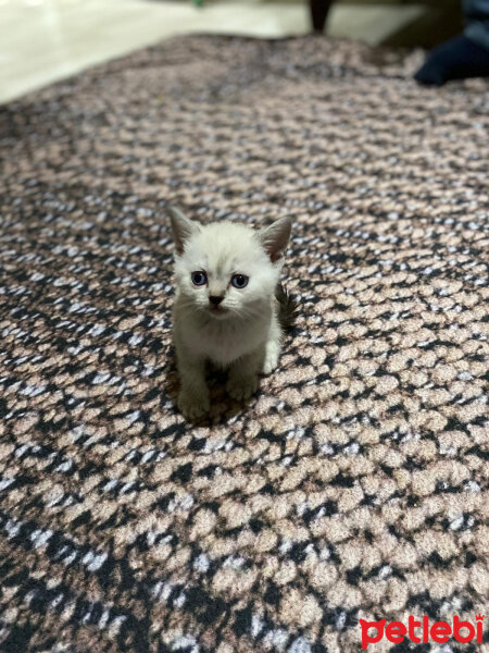 British Shorthair, Kedi  Maviş fotoğrafı