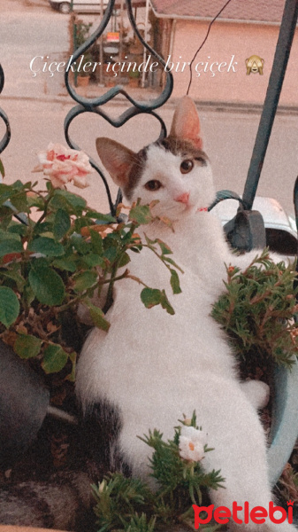 Tuxedo (Smokin) Kedi, Kedi  Pars fotoğrafı