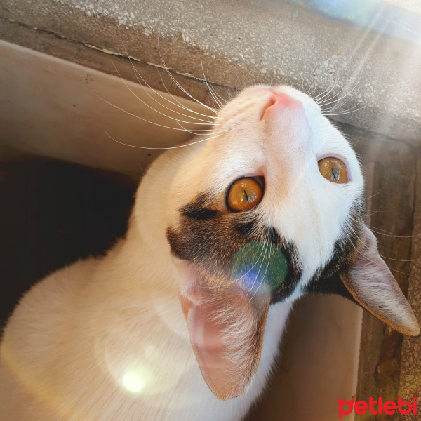 Tuxedo (Smokin) Kedi, Kedi  Pars fotoğrafı