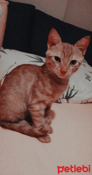 Sarman, Kedi  Mars fotoğrafı