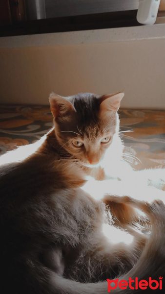Sarman, Kedi  Mars fotoğrafı