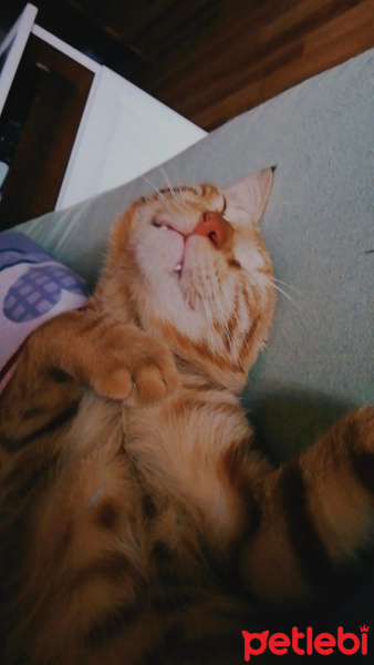 Sarman, Kedi  Mars fotoğrafı