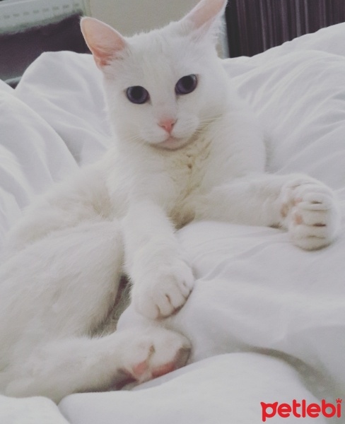 Ankara Kedisi, Kedi  Pamuk fotoğrafı