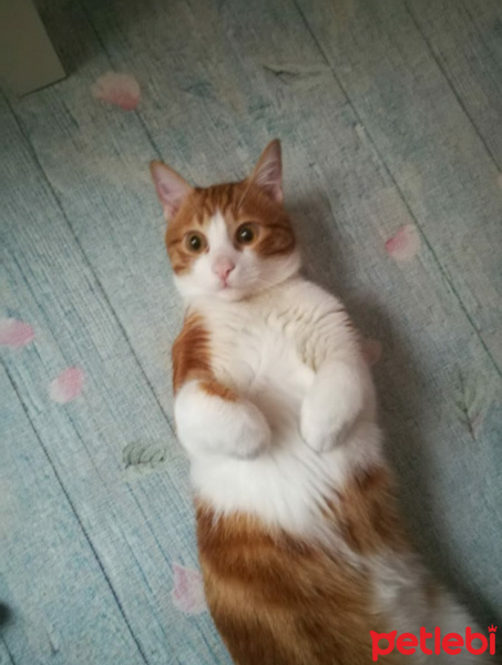 Tekir Kedi, Kedi  Kayısı fotoğrafı