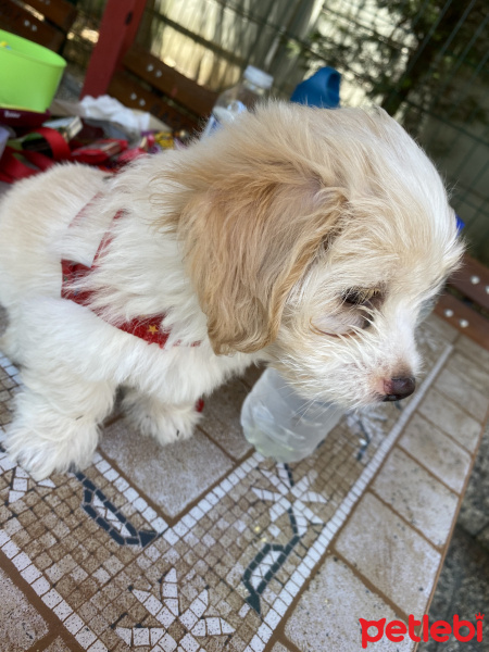 Maltese, Köpek  Kuki fotoğrafı