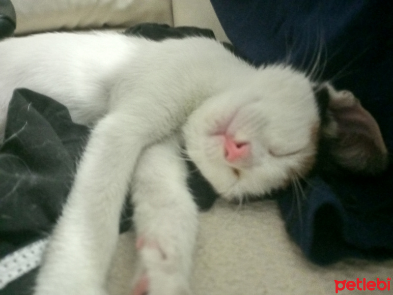 Tekir Kedi, Kedi  Ayşenur fotoğrafı