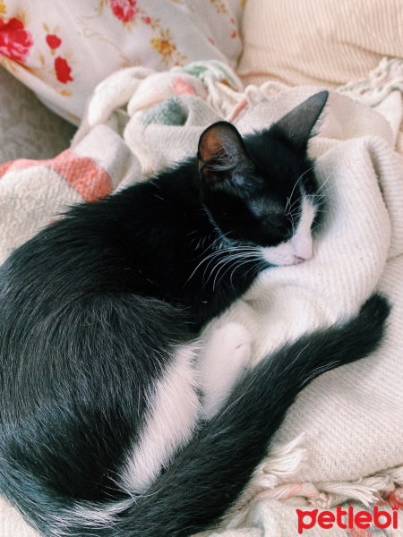 Tekir Kedi, Kedi  Gece fotoğrafı