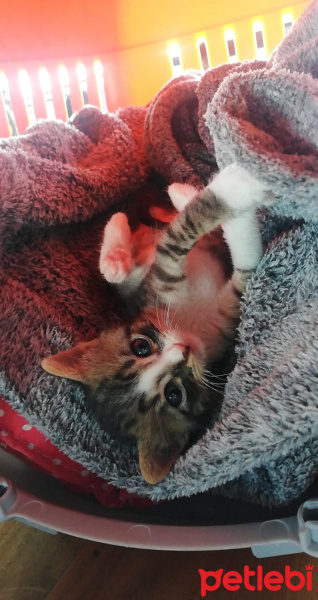 Tekir Kedi, Kedi  Ahmet Mümtaz fotoğrafı