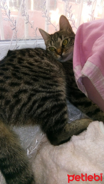 Tekir Kedi, Kedi  Boncuk fotoğrafı