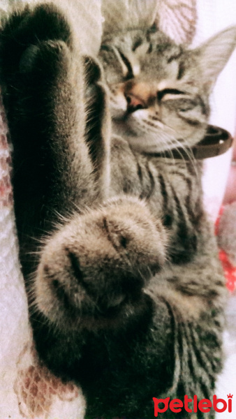 Tekir Kedi, Kedi  Boncuk fotoğrafı