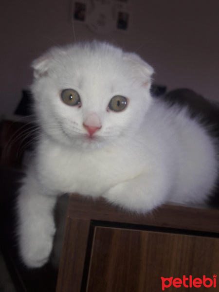 Scottish Fold, Kedi  gofret fotoğrafı