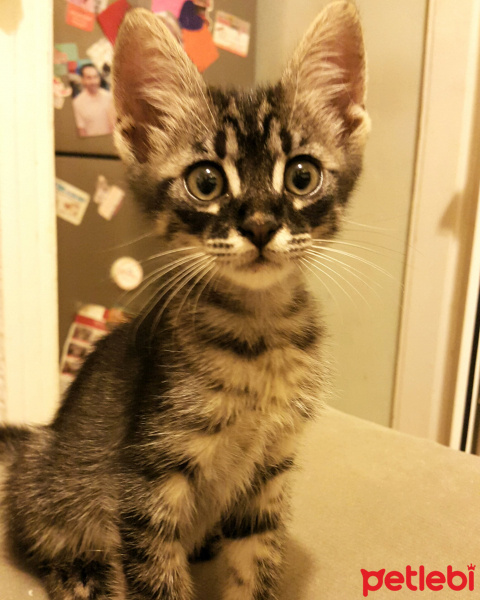 Tekir Kedi, Kedi  Kamil fotoğrafı