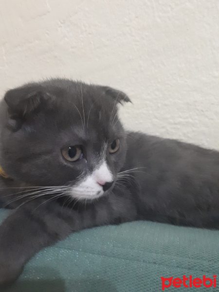 Scottish Fold, Kedi  KARAM fotoğrafı