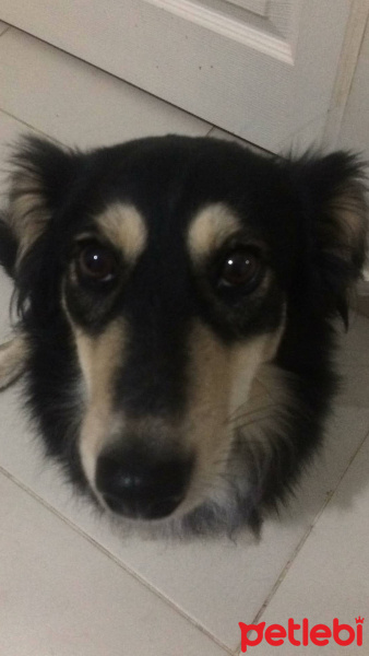 Pappilon, Köpek  ÇİRKİN fotoğrafı