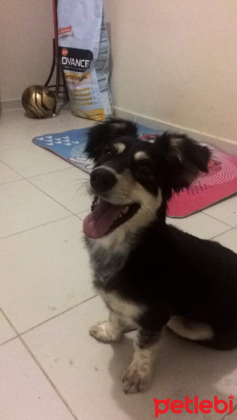 Pappilon, Köpek  ÇİRKİN fotoğrafı