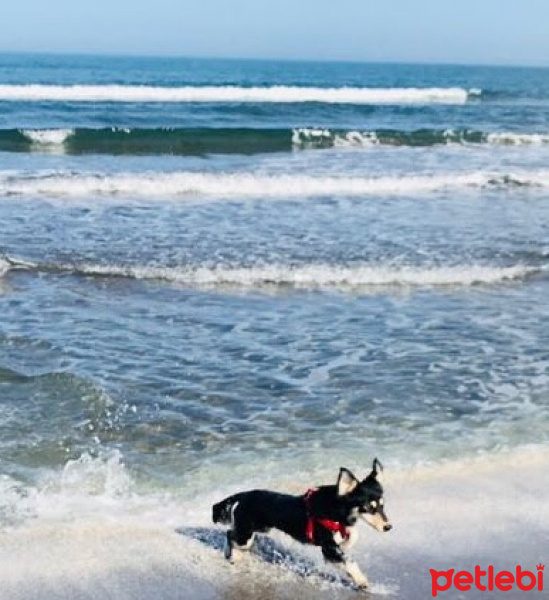 Pappilon, Köpek  ÇİRKİN fotoğrafı