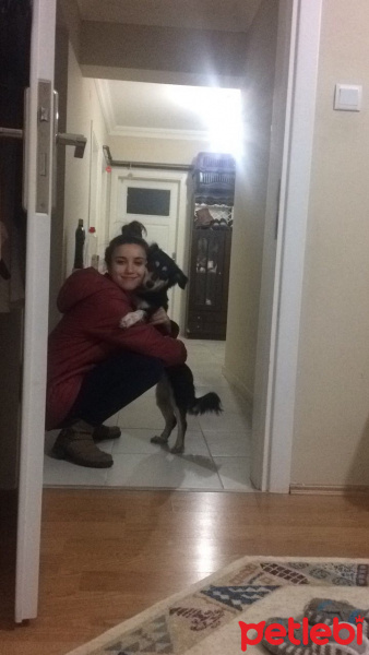 Pappilon, Köpek  ÇİRKİN fotoğrafı