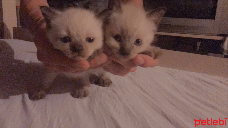 Siyam Kedisi, Kedi  Yavru kedi fotoğrafı