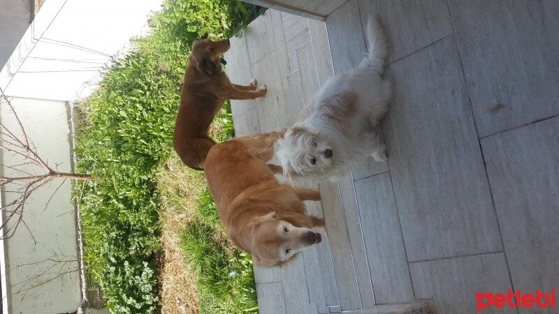 Golden Retriever, Köpek  Tarcin ve kahve :) fotoğrafı