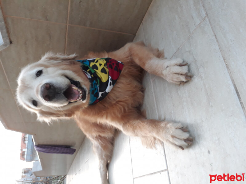 Golden Retriever, Köpek  Tarcin ve kahve :) fotoğrafı