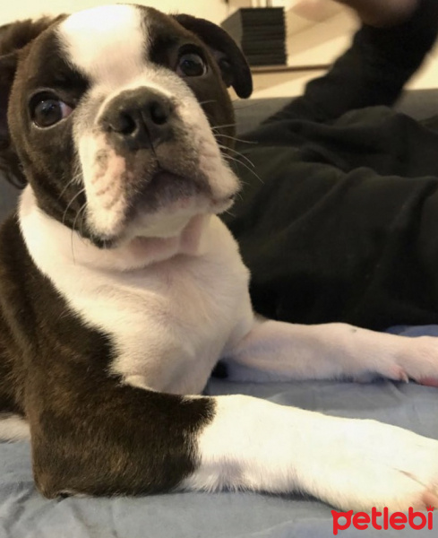 Boston Terrier, Köpek  Oli fotoğrafı