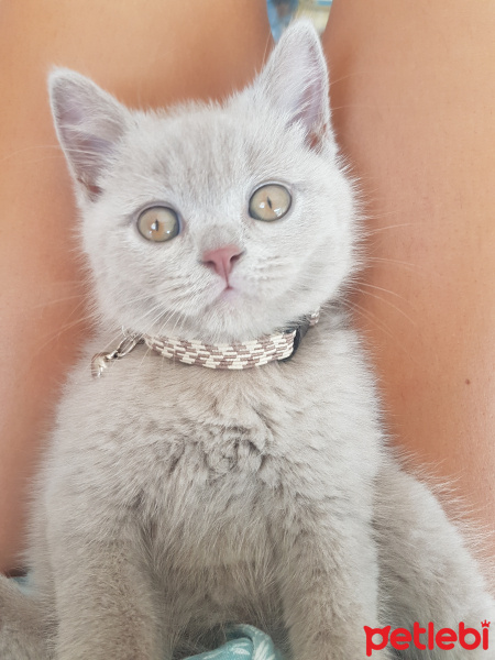 British Shorthair, Kedi  Hera fotoğrafı