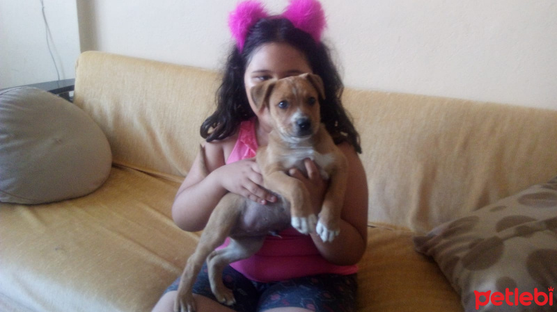 Amerikan Pitbull Terrier, Köpek  yok fotoğrafı