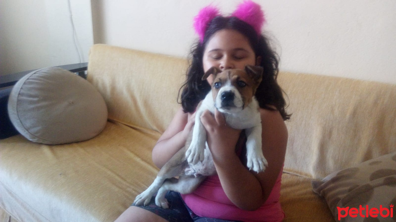 Amerikan Pitbull Terrier, Köpek  yok fotoğrafı