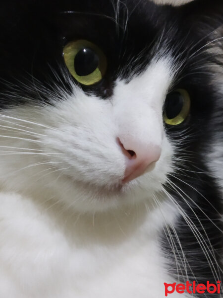 Tuxedo (Smokin) Kedi, Kedi  Yumoş fotoğrafı