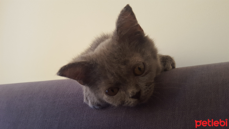 British Shorthair, Kedi  Duman fotoğrafı