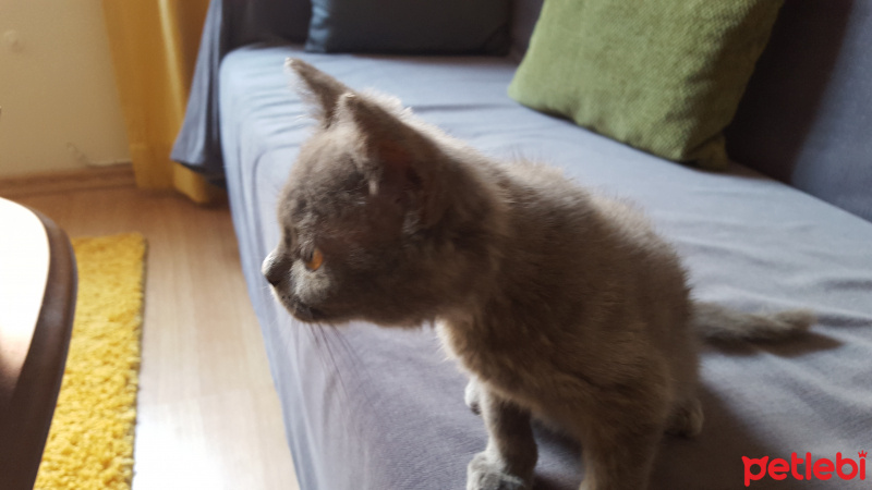 British Shorthair, Kedi  Duman fotoğrafı