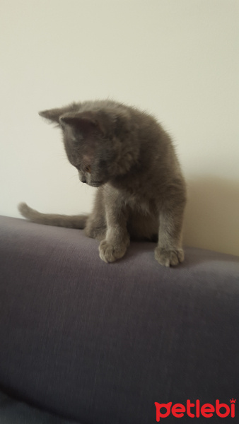 British Shorthair, Kedi  Duman fotoğrafı