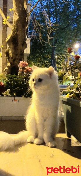 Chinchilla, Kedi  Mia fotoğrafı