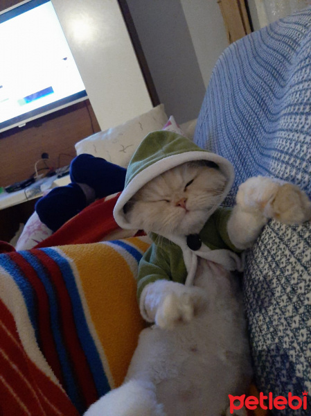 Chinchilla, Kedi  Mia fotoğrafı