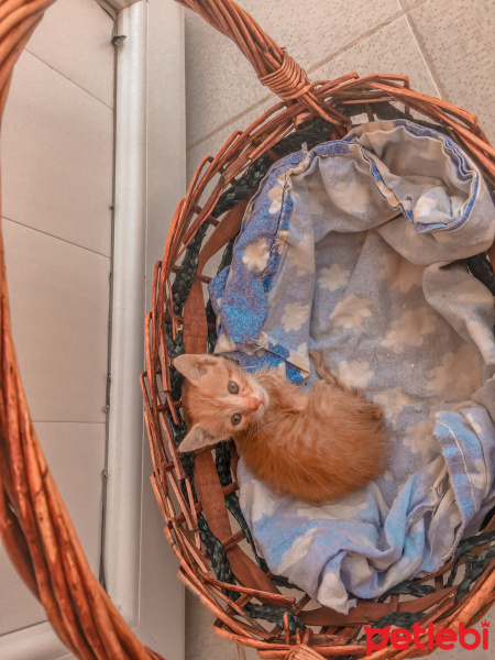 Tekir Kedi, Kedi  Umut fotoğrafı