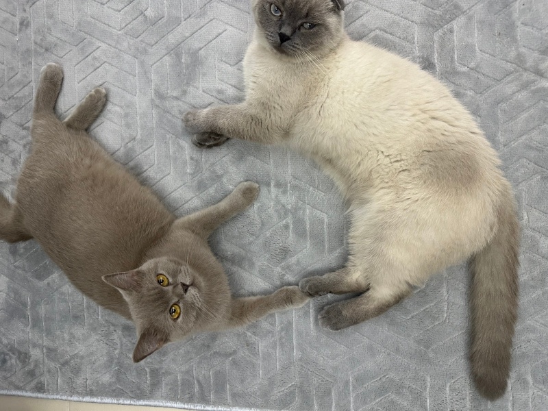 Tavşan, Kemirgen  BADEM fotoğrafı