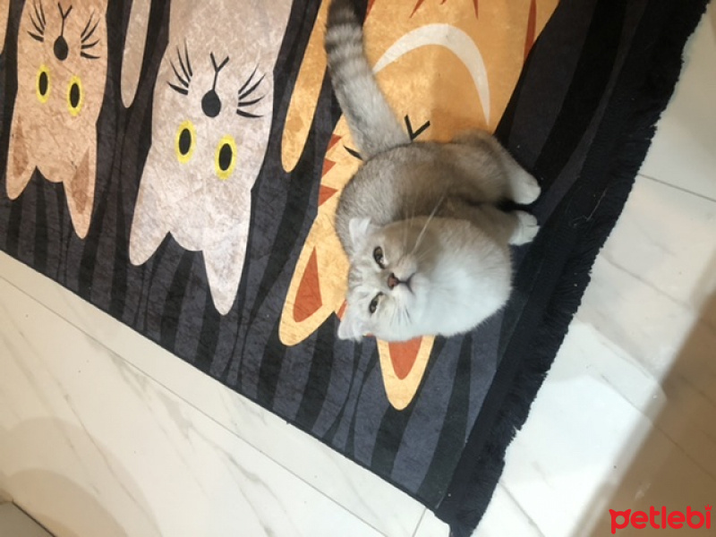 Scottish Fold, Kedi  paris fotoğrafı