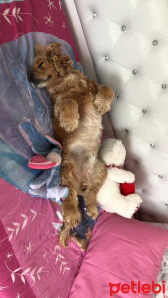 Amerikan Cocker Spaniel, Köpek  Papi pudsey fotoğrafı