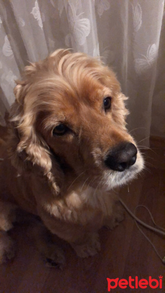 Amerikan Cocker Spaniel, Köpek  Papi pudsey fotoğrafı